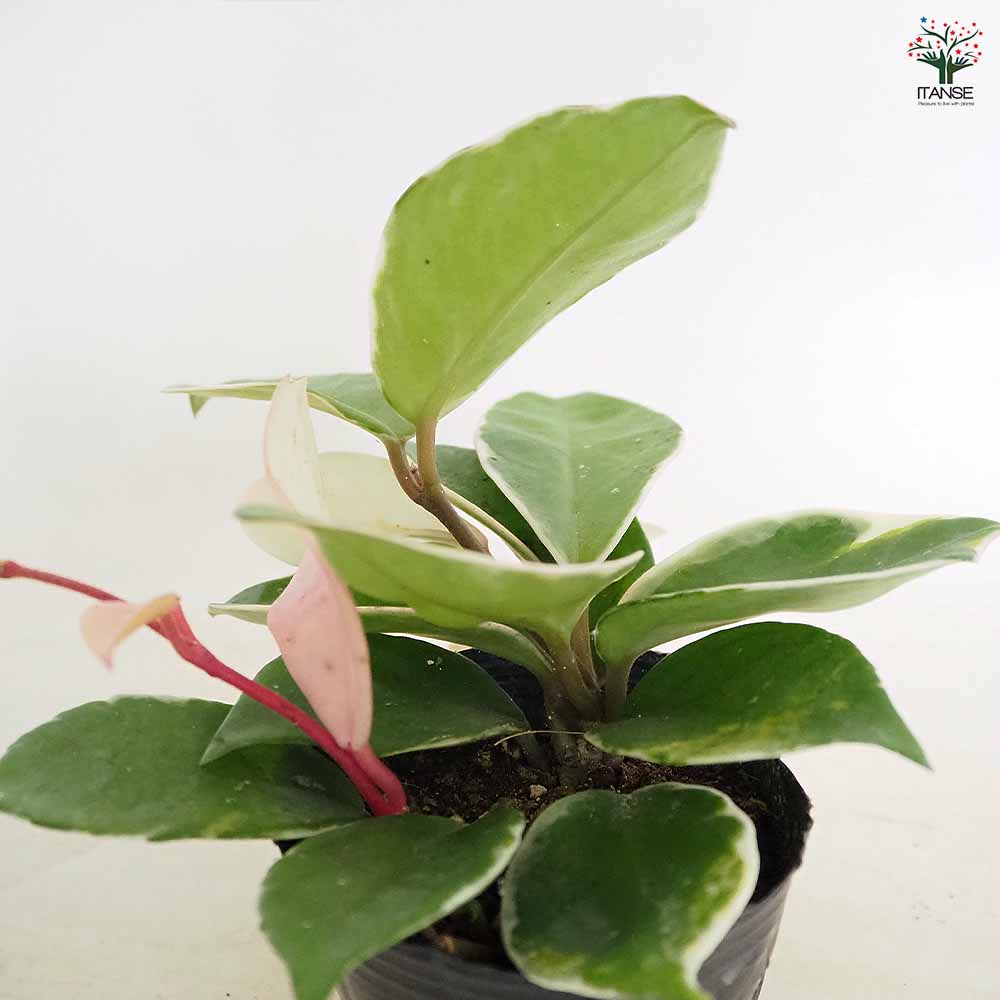 ホヤ カルノーサ 【観葉植物 3号】｜ 【植物のITANSE】全品送料