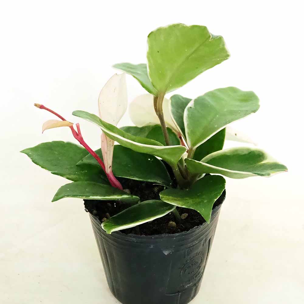 ホヤ カルノーサ 【観葉植物 3号】｜ 【植物のITANSE】全品送料