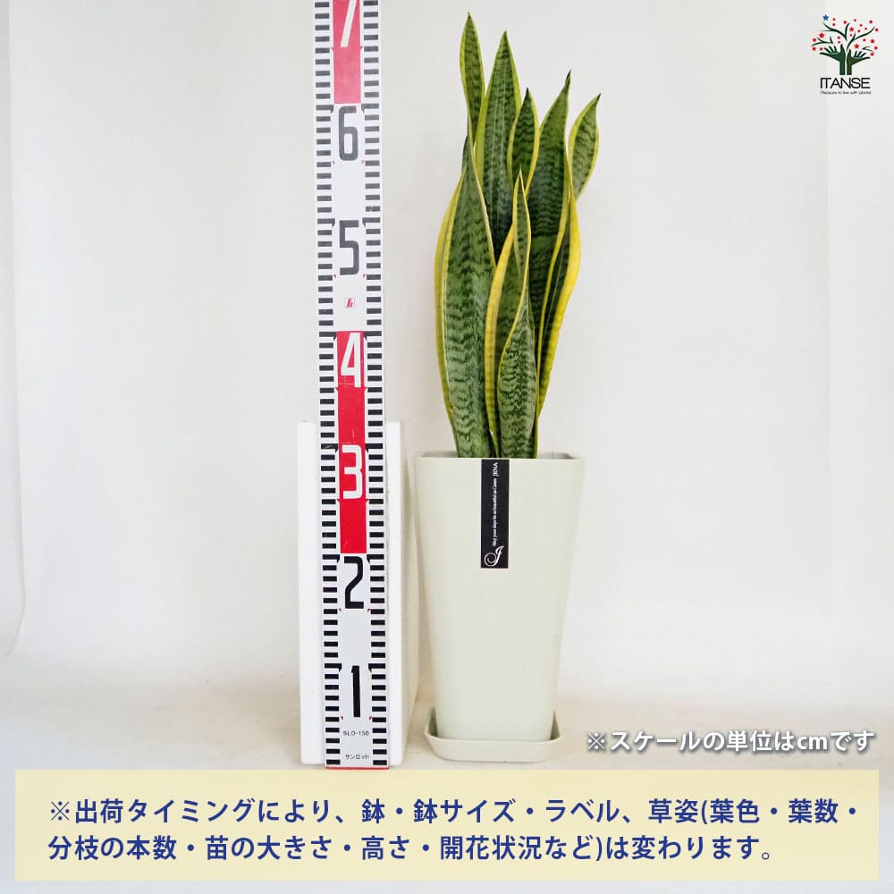 サンスベリア ローレンティー【受皿付き】 【観葉植物 6号／1個