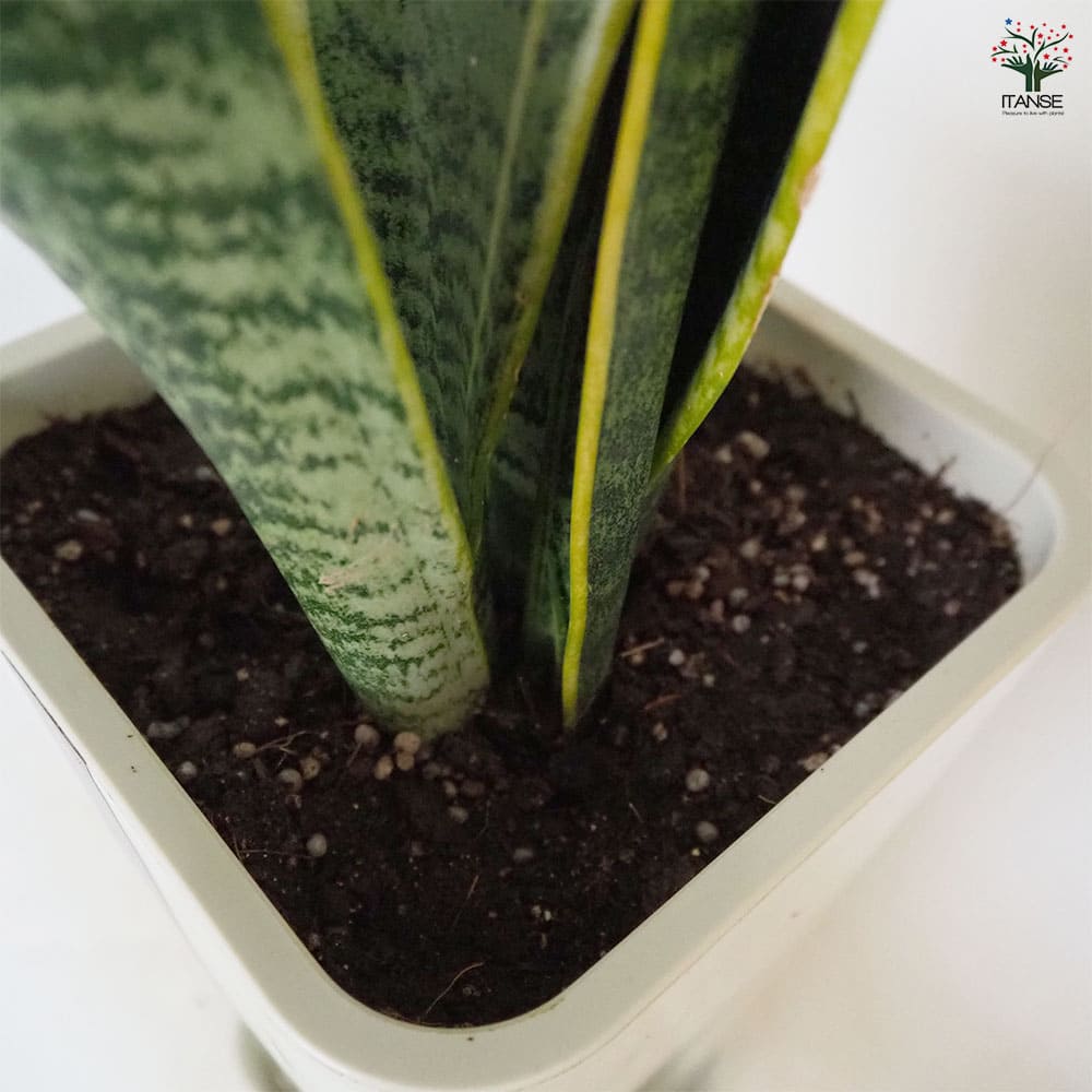 サンスベリア ローレンティー【受皿付き】 【観葉植物 6号／1個売り