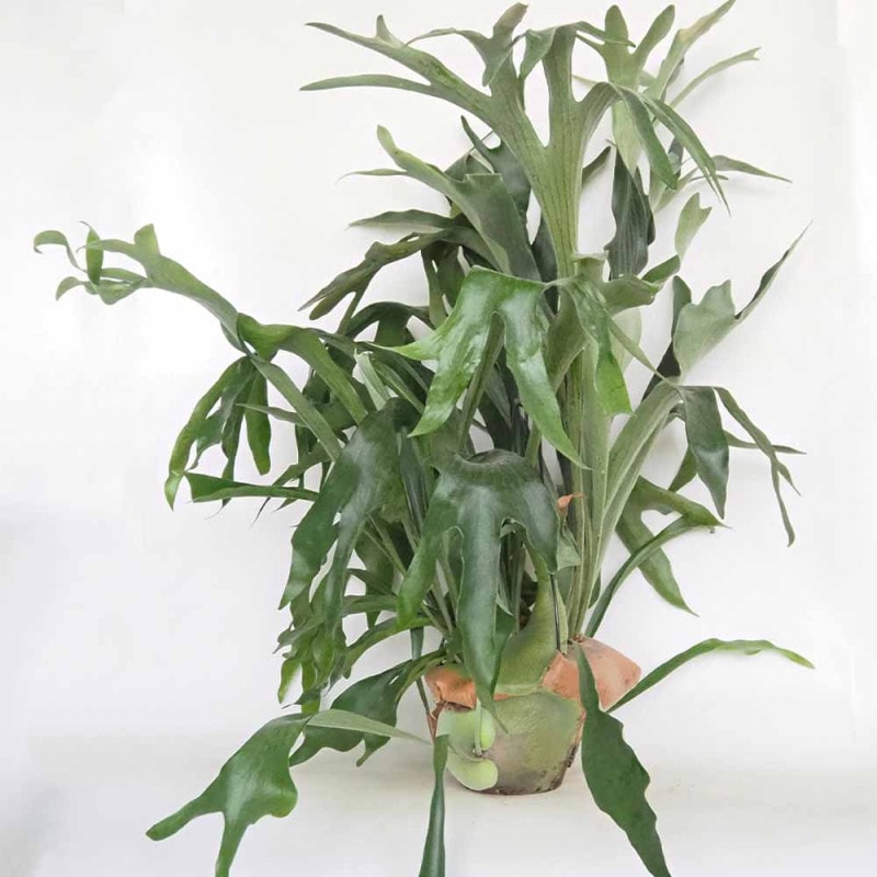 ビカクシダ コウモリラン　観葉植物 健康な新芽付き ビカクシダ コウモリラン 観葉植物 健康な新芽付き