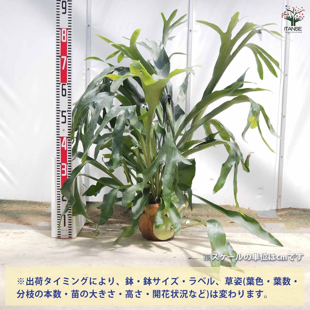 専用　同梱　ビカクシダ コウモリラン ネザーランド　吊り鉢 楽天市場】コウモリラン ビカクシダ ネザーランド 観葉植物