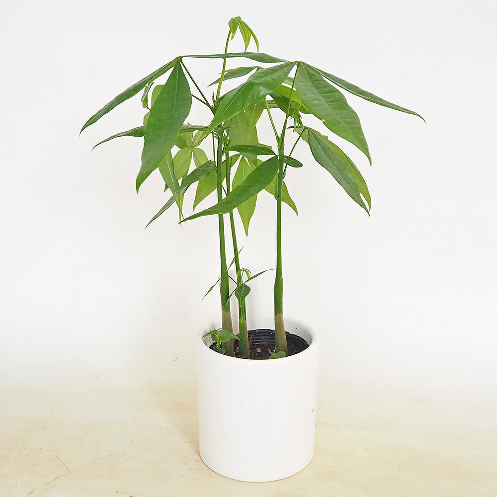 パキラ 陶器鉢(円柱) 【観葉植物 5号／1個売り】