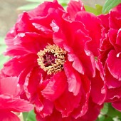 牡丹 芳紀 【花苗 6号／1個売り】|花苗
