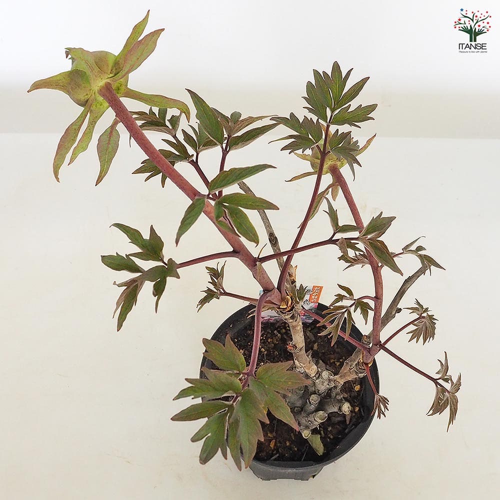 牡丹 連鶴 豪華多弁 大輪咲き 鉢ごと発送 牡丹 連鶴 豪華多弁 大輪