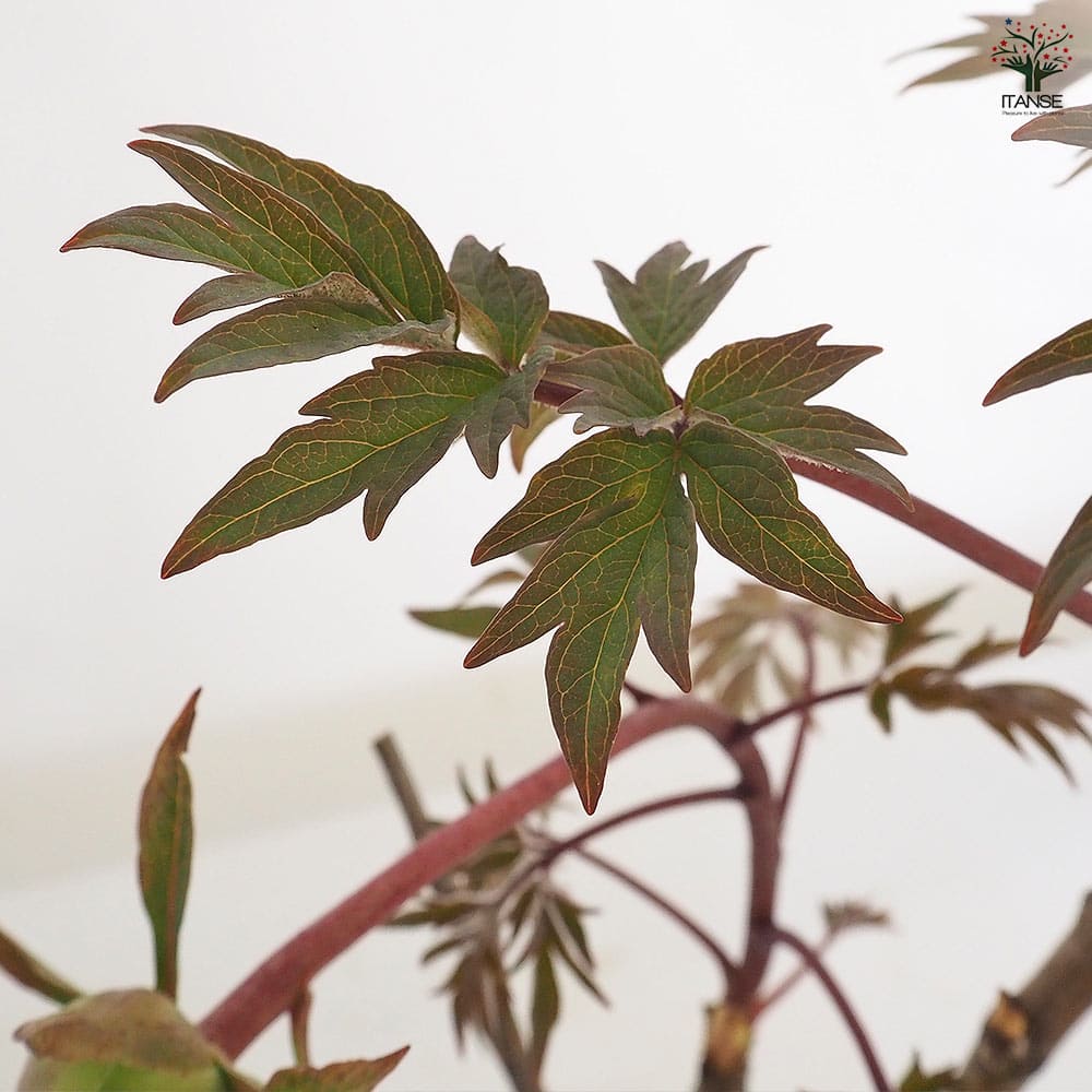 牡丹 連鶴 【花苗 6号／1個売り】｜ 【植物のITANSE】全品送料