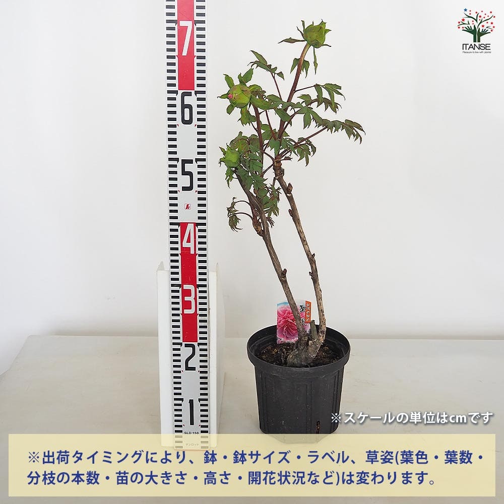 牡丹 聖代 【花苗 6号／1個売り】｜ 【植物のITANSE】全品送料