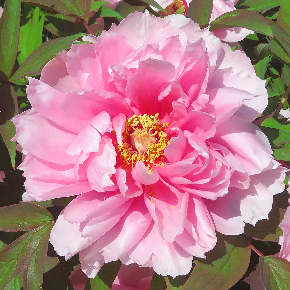 季節花鉢 牡丹 ボタン 聖代 4輪 10号鉢 写真現物 極上品 牡丹 聖代 苗 販売 苗木部 By 花ひろばオンライン