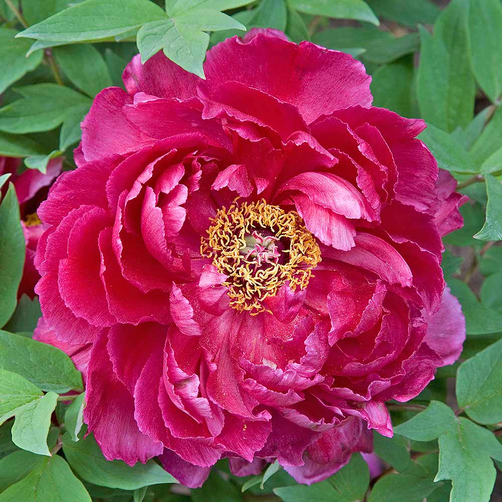 牡丹 麟鳳 【花苗 6号／1個売り】｜ 【植物のITANSE】全品送料