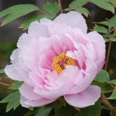 牡丹 明皇の宝 【花苗 6号／1個売り】|花苗
