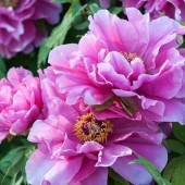 牡丹 藤染衣 【花苗 6号／1個売り】|花苗