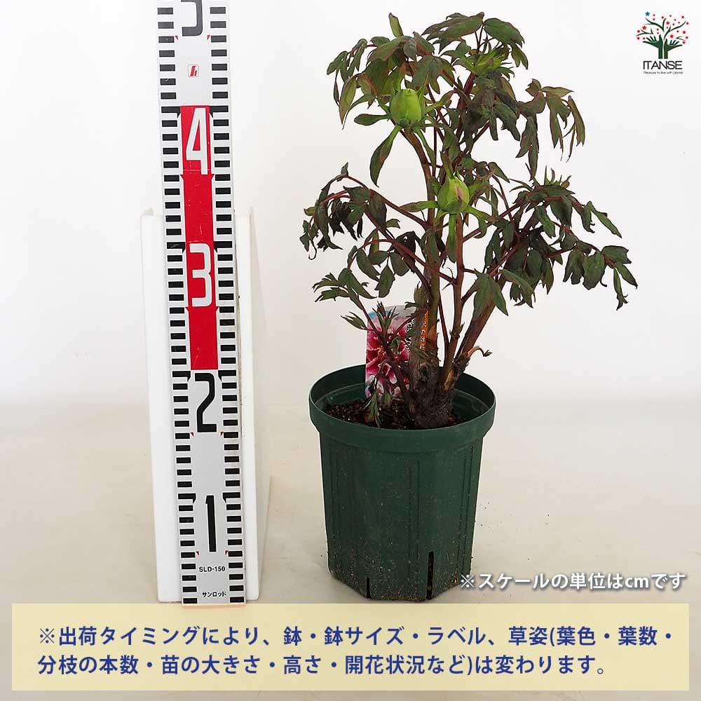牡丹 藤染衣 【花苗 6号／1個売り】｜ 【植物のITANSE】全品送料