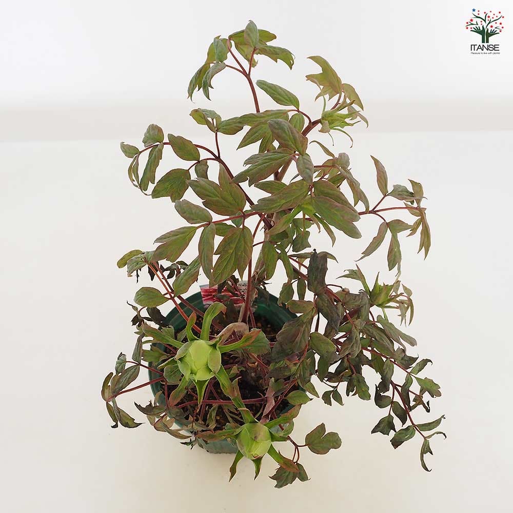牡丹 藤染衣 【花苗 6号／1個売り】｜ 【植物のITANSE】全品送料