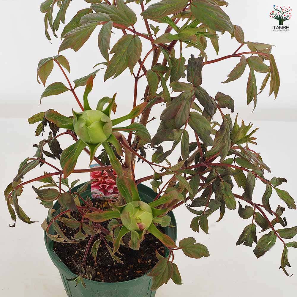 牡丹 藤染衣 【花苗 6号／1個売り】｜ 【植物のITANSE】全品送料