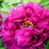 牡丹 島大臣 【花苗 6号／1個売り】|花苗