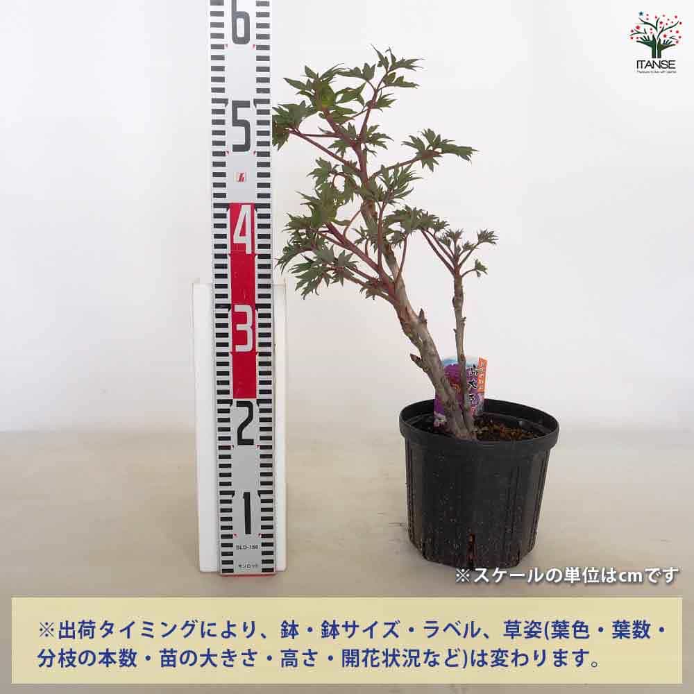 牡丹 島大臣 【花苗 6号／1個売り】｜ 【植物のITANSE】全品送料