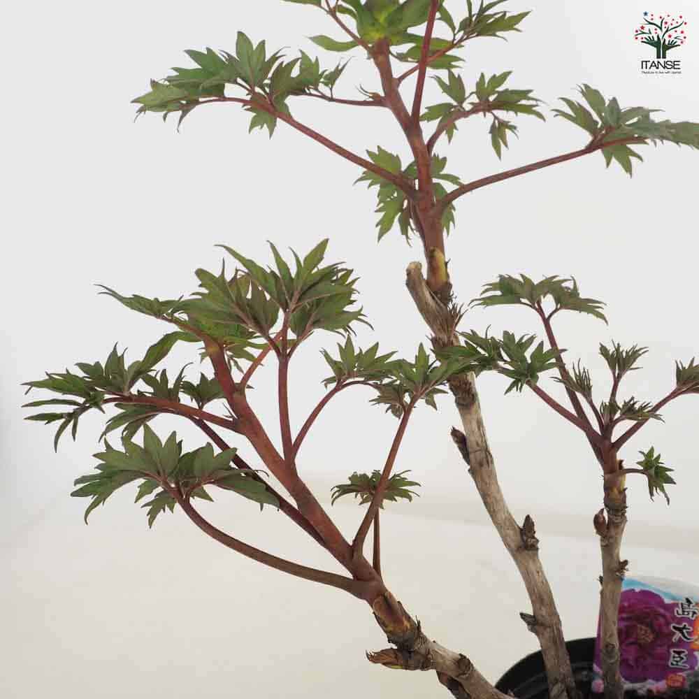 牡丹 島大臣 【花苗 6号／1個売り】｜ 【植物のITANSE】全品送料