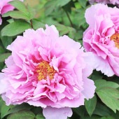牡丹 百花殿 【花苗 6号／1個売り】|花苗