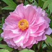 牡丹 社 【花苗 7号／1個売り】|花苗