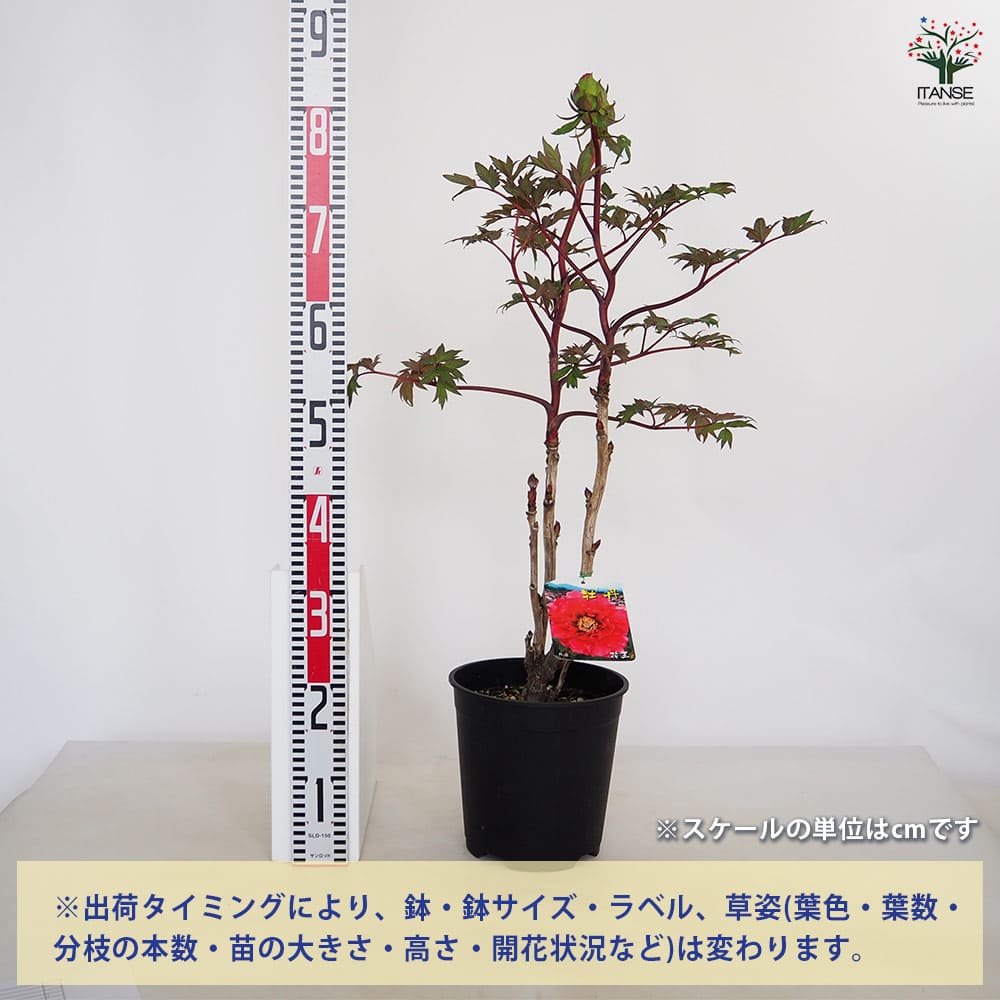 牡丹 花王 【花苗 7号／1個売り】｜ 【植物のITANSE】全品