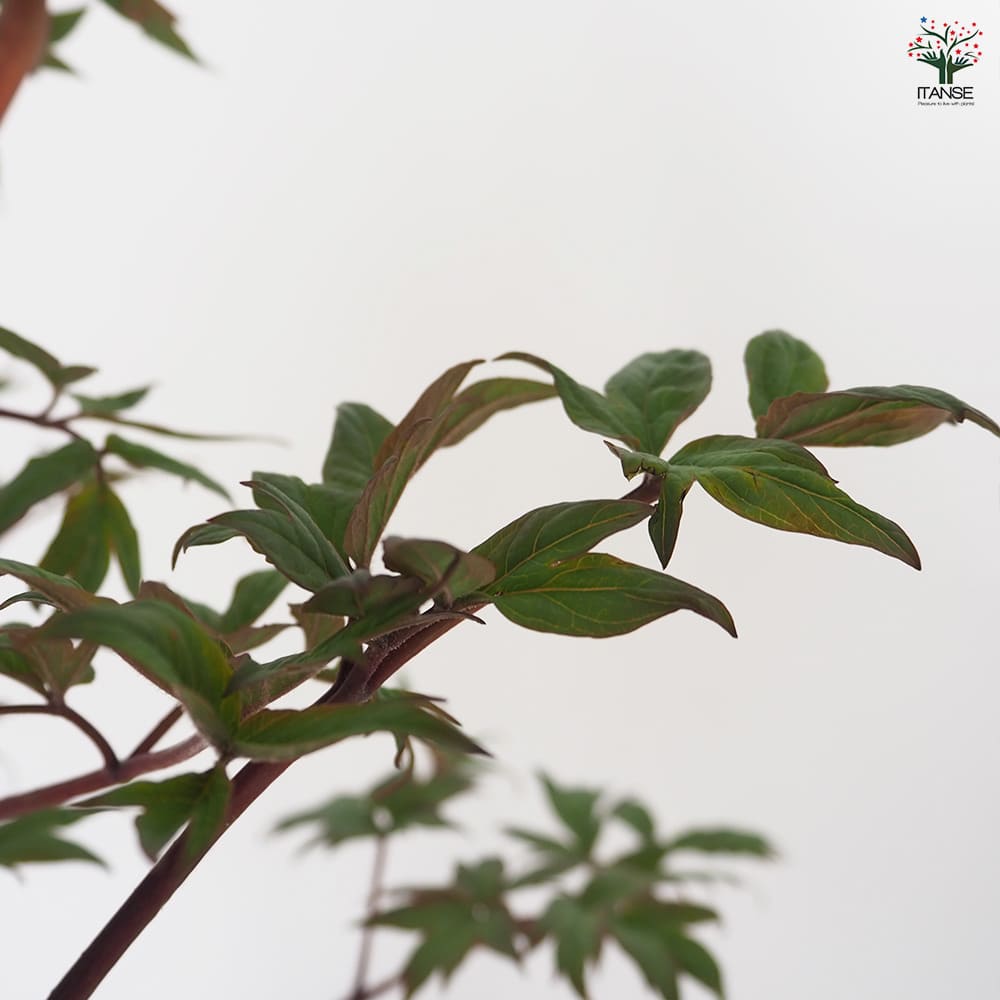 牡丹 花王 【花苗 7号／1個売り】｜ 【植物のITANSE】全品