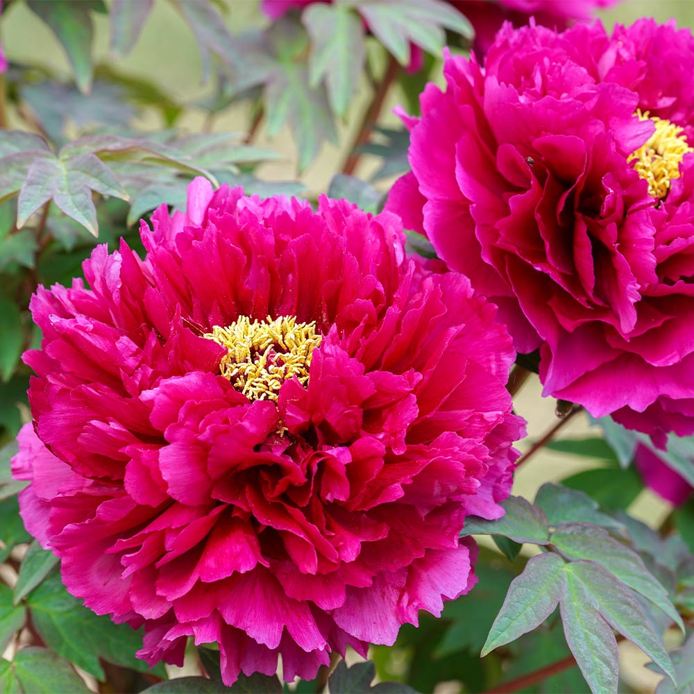 牡丹 花王 【花苗 7号／1個売り】｜ 【植物のITANSE】全品