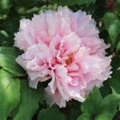 牡丹 聖代 【花苗 7号／1個売り】|花苗