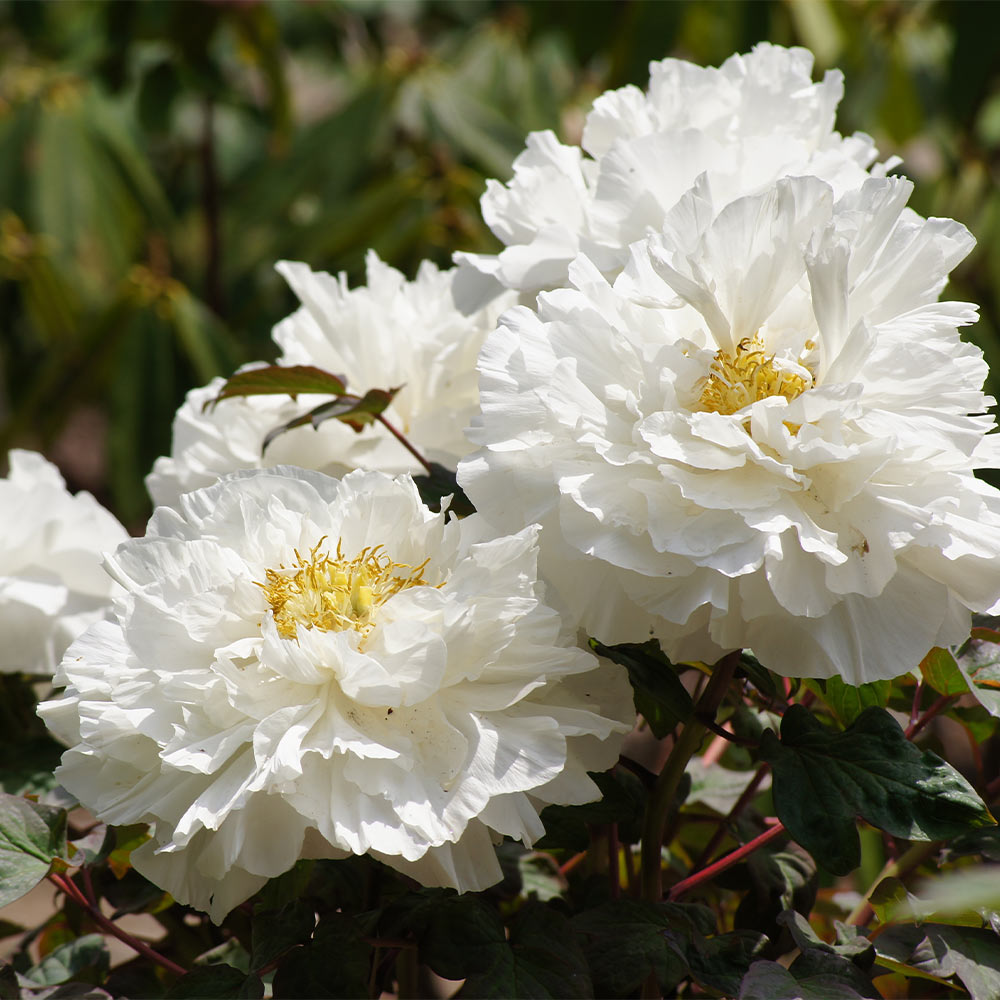 牡丹 新扶桑司 【花苗 7号／1個売り】｜ 【植物のITANSE】全品