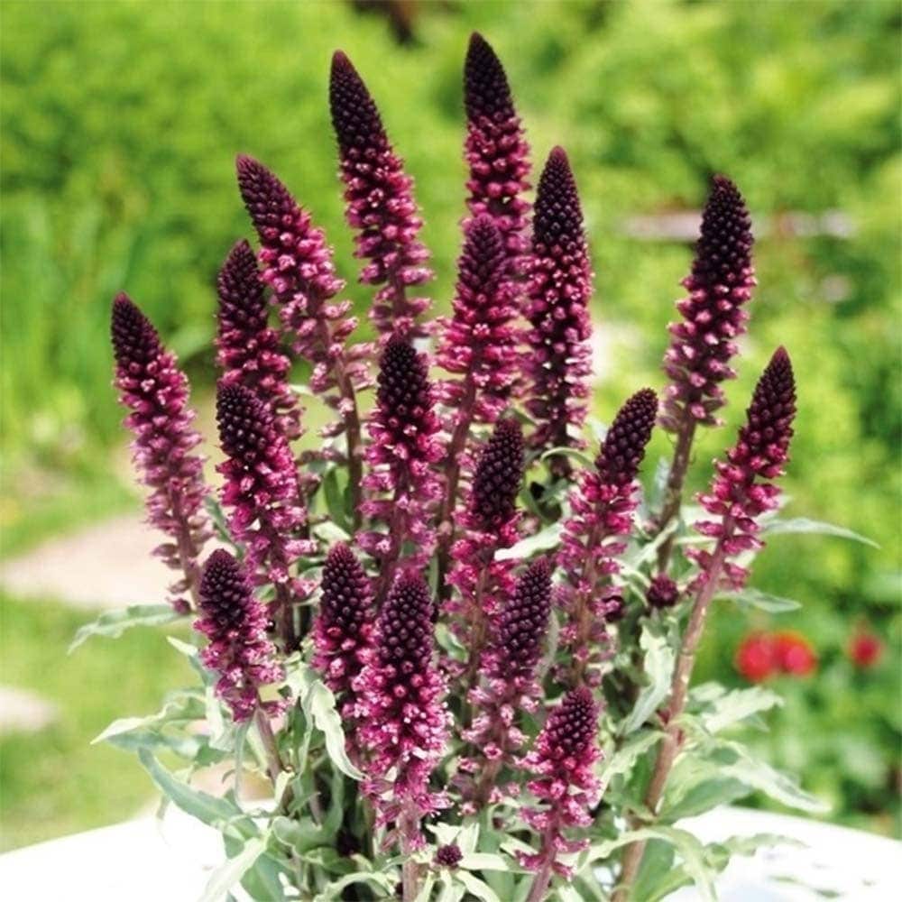 リシマキア アトロパープレア ボジョレー 【花苗 3.5号】