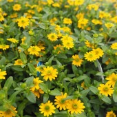 サンビタリア サンサンサン2個〜 【花苗 3.5号】|花苗