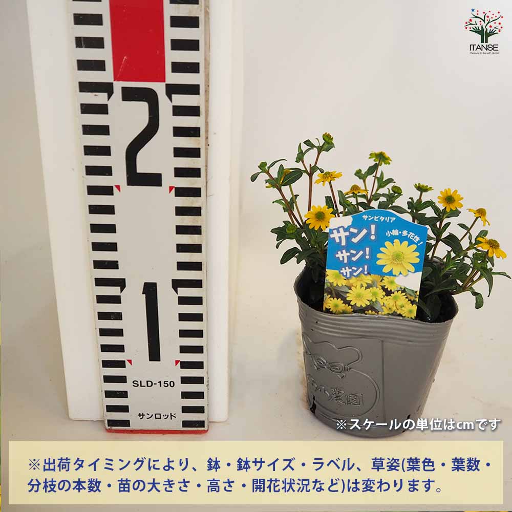 サンビタリア サンサンサン2個～ 【花苗 3.5号】｜ 【植物の