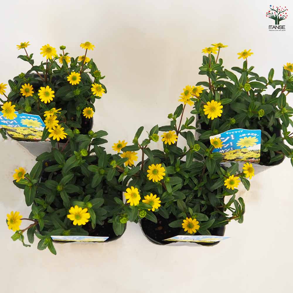 サンビタリア サンサンサン2個～ 【花苗 3.5号】｜ 【植物の
