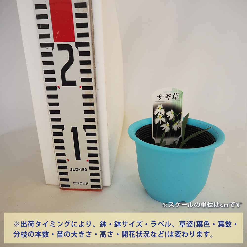サギソウ。100本苗 サギソウ。100本苗