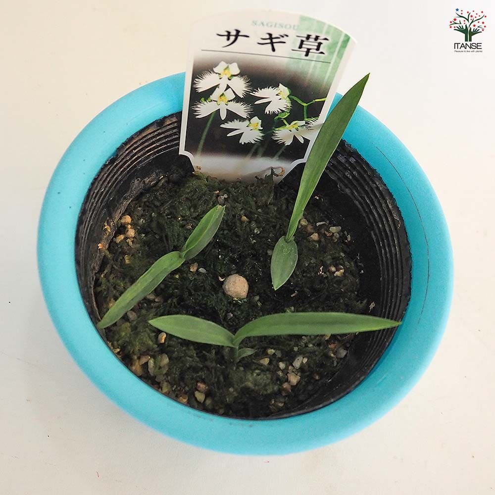 サギ草 【花苗 4号】｜ 【植物のITANSE】全品送料無料・即