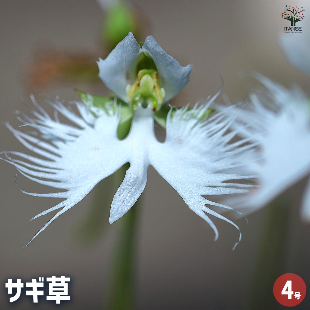 【70％OFF】 サギ草 【花苗 4号】｜ 【植物のITANSE】全品送料無料・即 緑肥・牧草