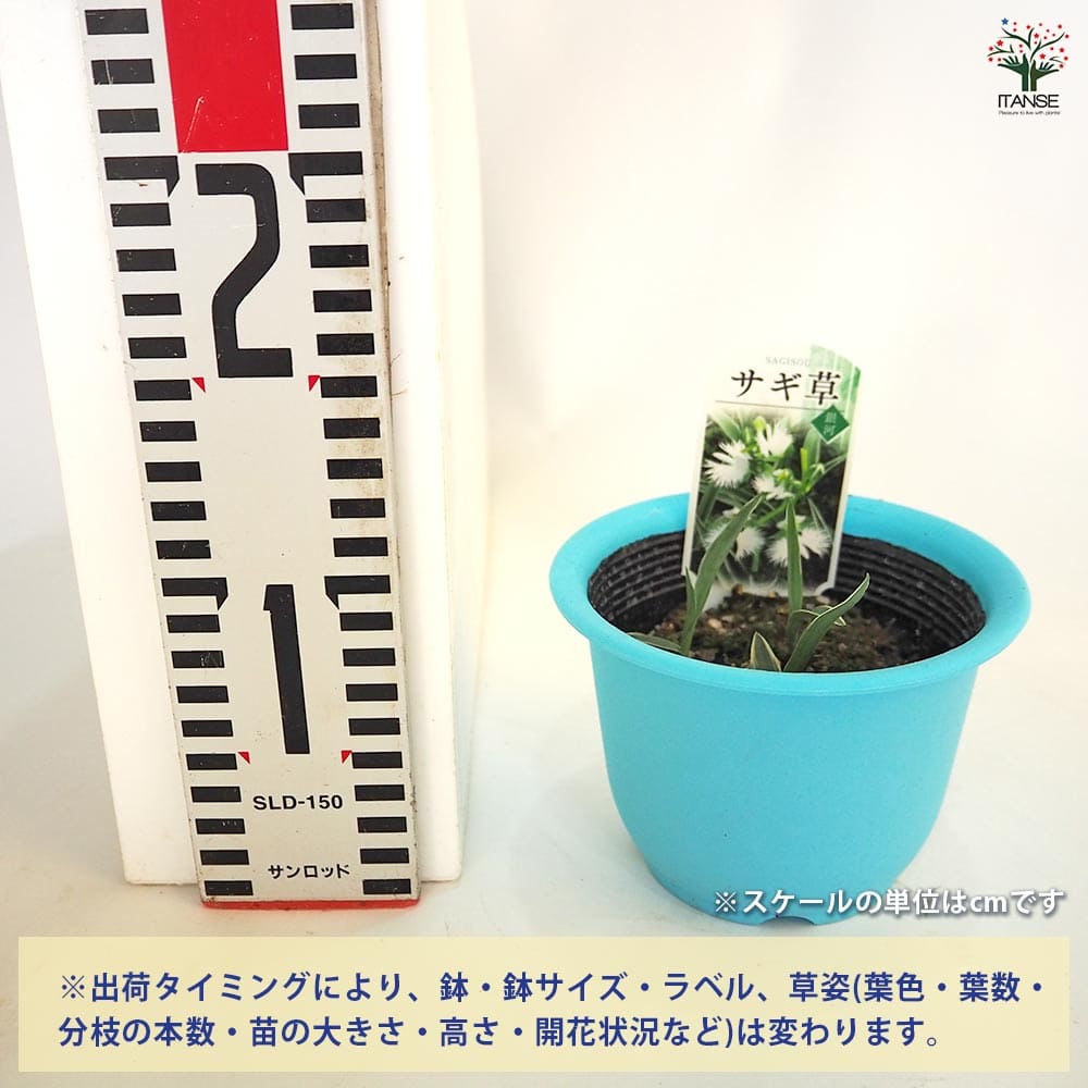 サギ草 【花苗 4号】｜ 【植物のITANSE】全品送料無料・即