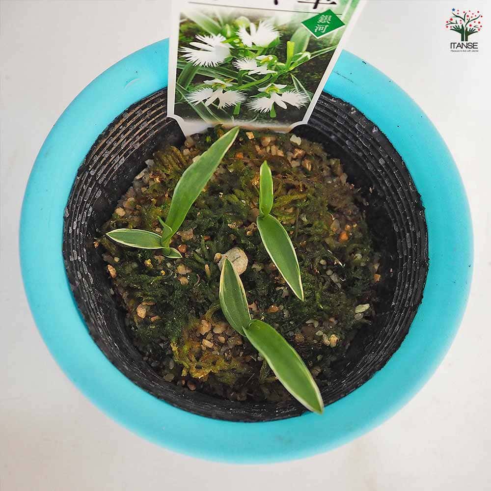 サギ草 銀河 【花苗 4号】｜ 【植物のITANSE】全品送料