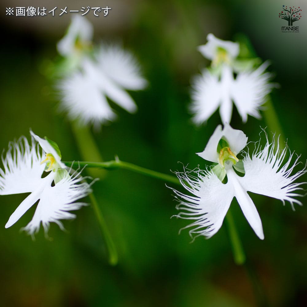 サギ草 銀河 【花苗 4号】｜ 【植物のITANSE】全品送料