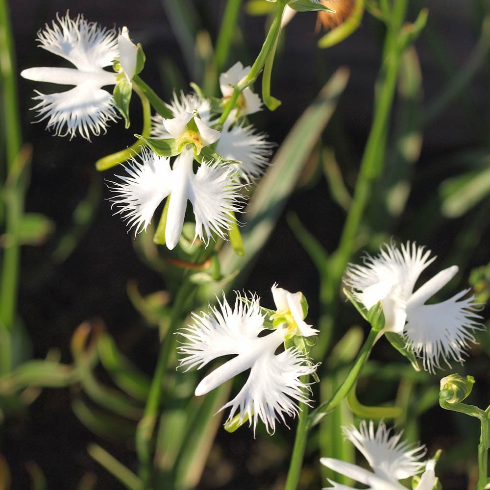 サギソウ。100本苗