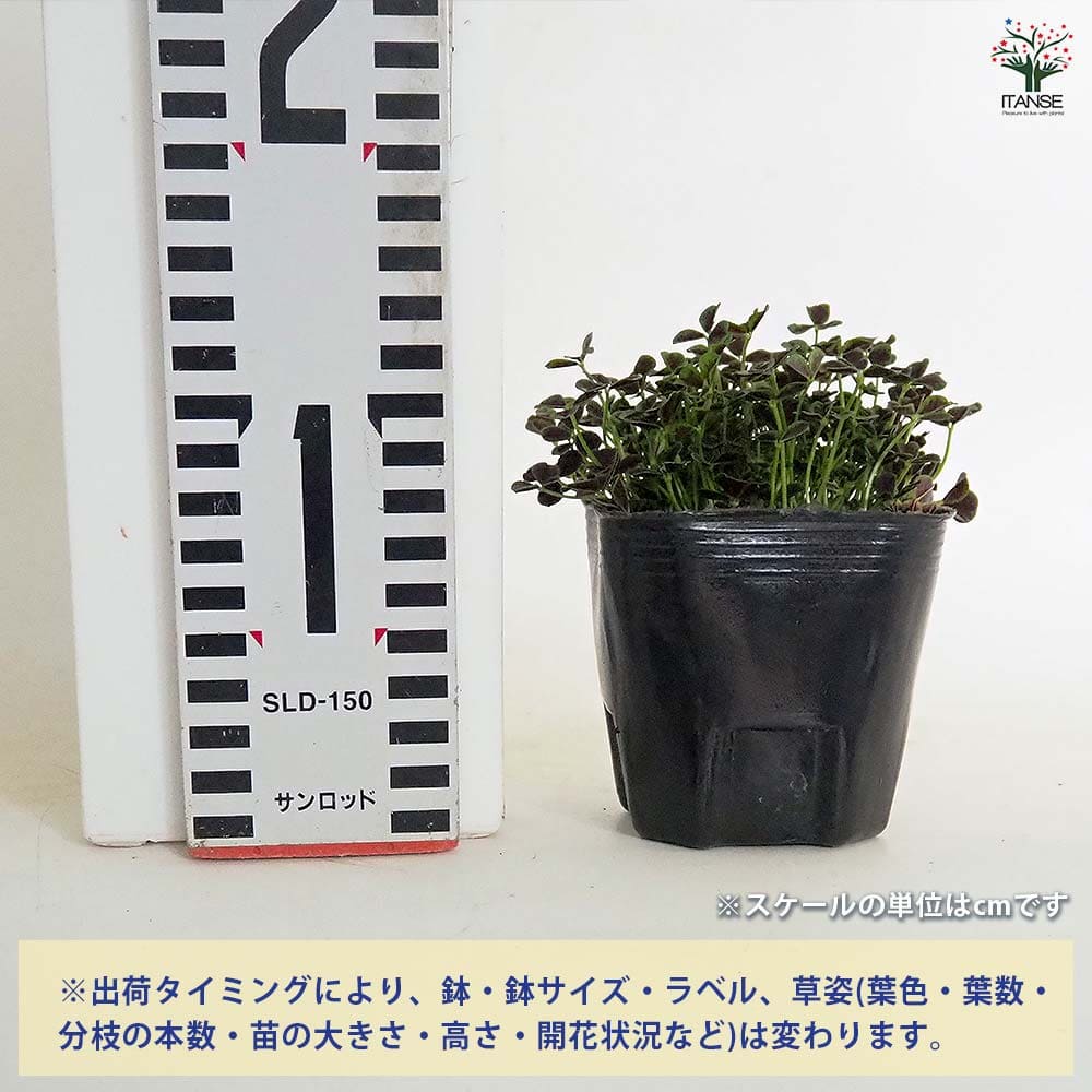 クローバー ティント ナイト2個～ 【花苗 3号】｜ 【植物の