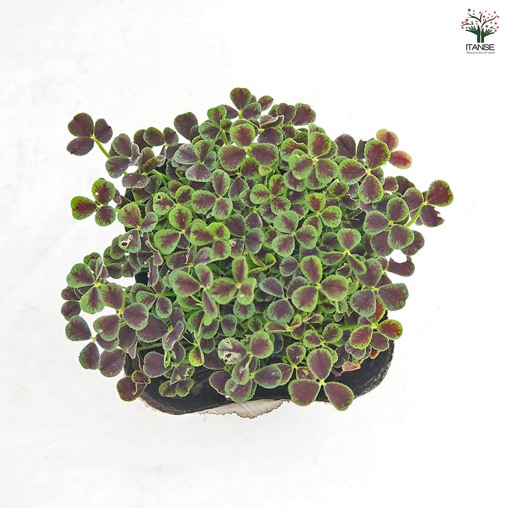 クローバー ティント ナイト2個～ 【花苗 3号】｜ 【植物の