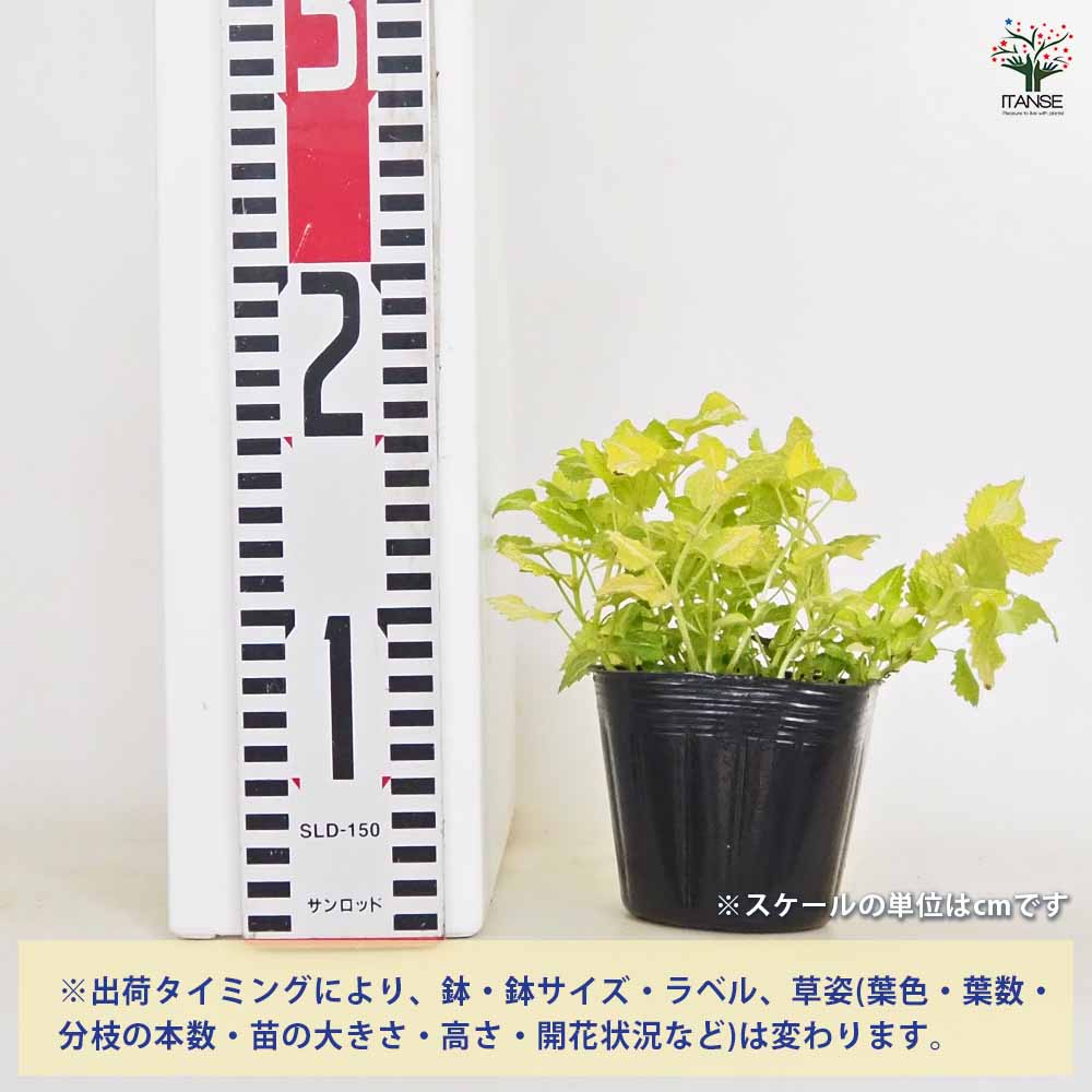ラミウム ゴールドナゲット 【花苗 3号】｜ 【植物のITANSE