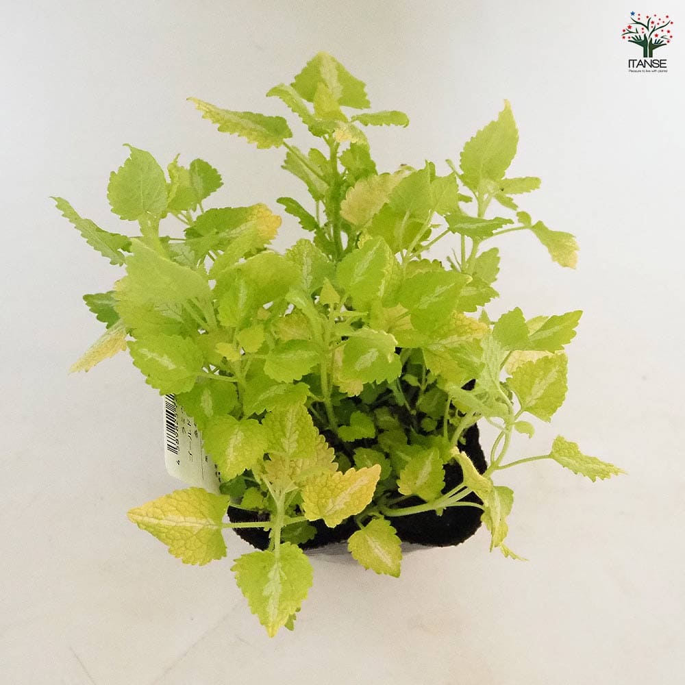 ラミウム ゴールドナゲット 【花苗 3号】｜ 【植物のITANSE