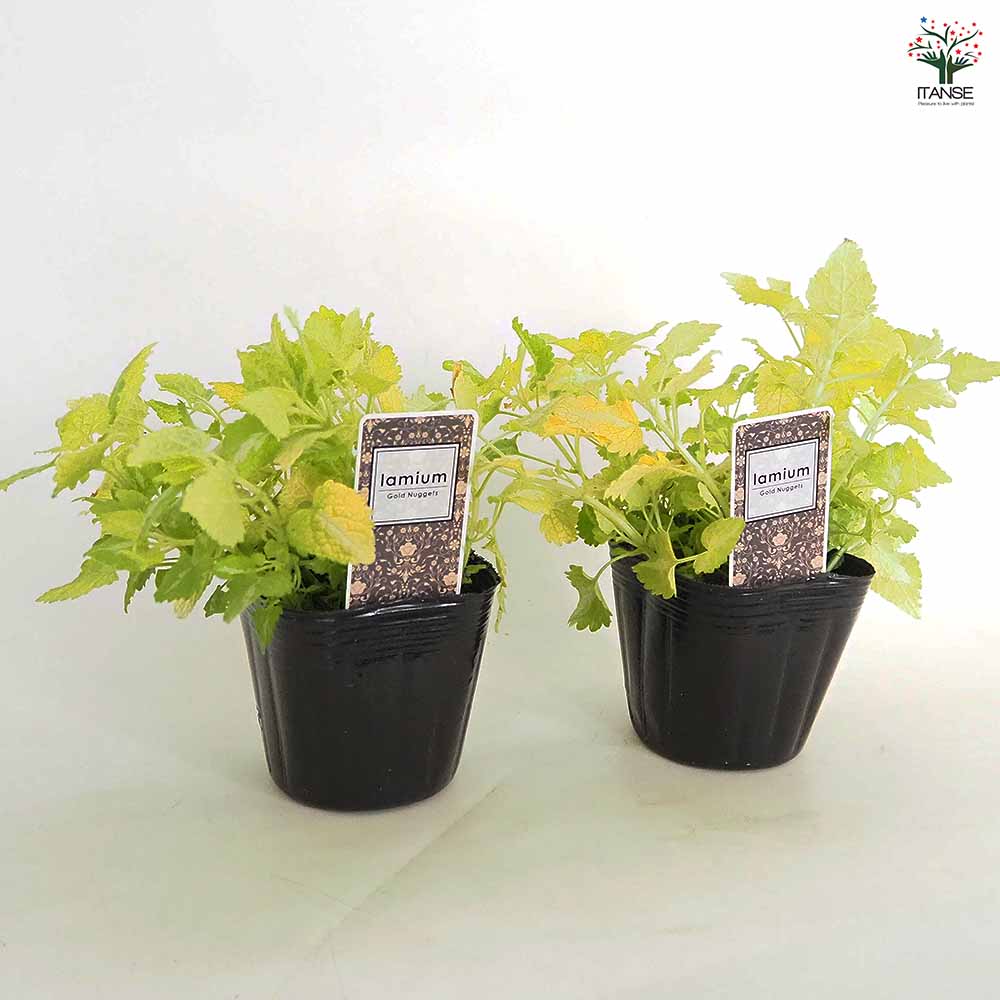 ラミウム ゴールドナゲット 【花苗 3号】｜ 【植物のITANSE