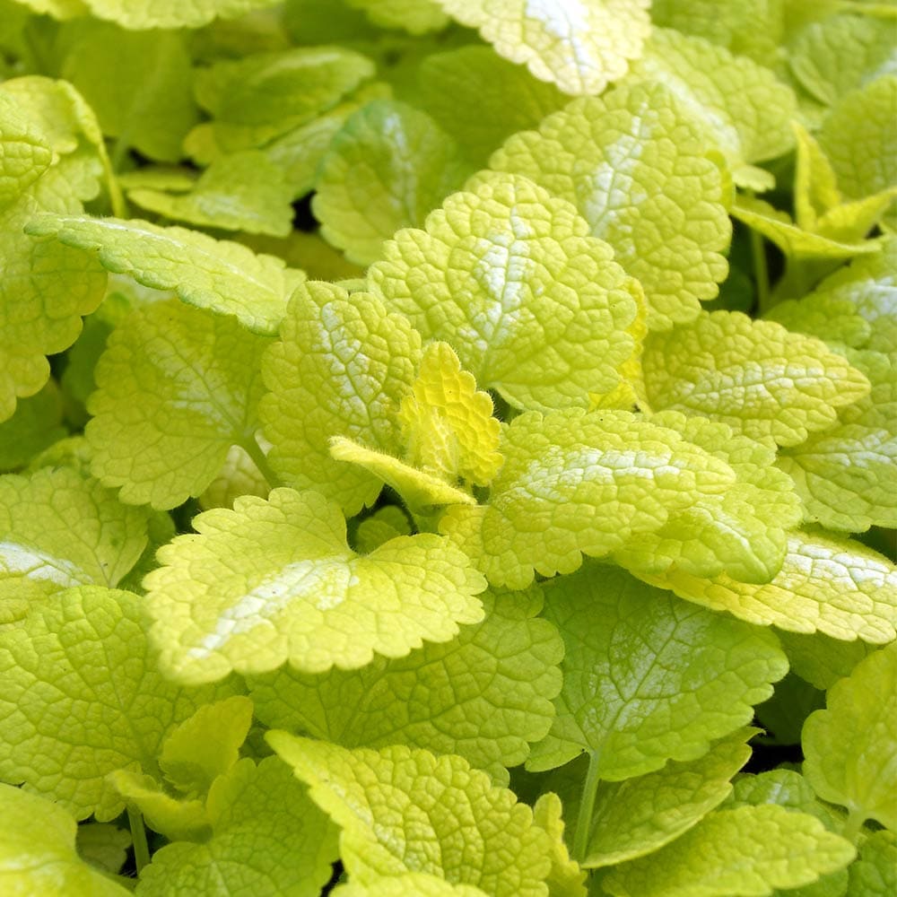 ラミウム ゴールドナゲット 【花苗 3号】｜ 【植物のITANSE