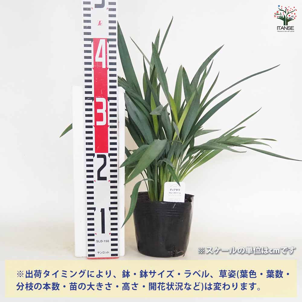 ディアネラ レボルタ ブルーストリーム 【花苗 4.5号】｜ 【植物の