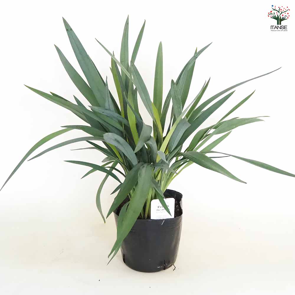 yorozuya　ディアネラ　ブルー　ストリーム　７号　6鉢セット yorozuya様専用 ディアネラ ブルー ストリーム 7号 6鉢セット