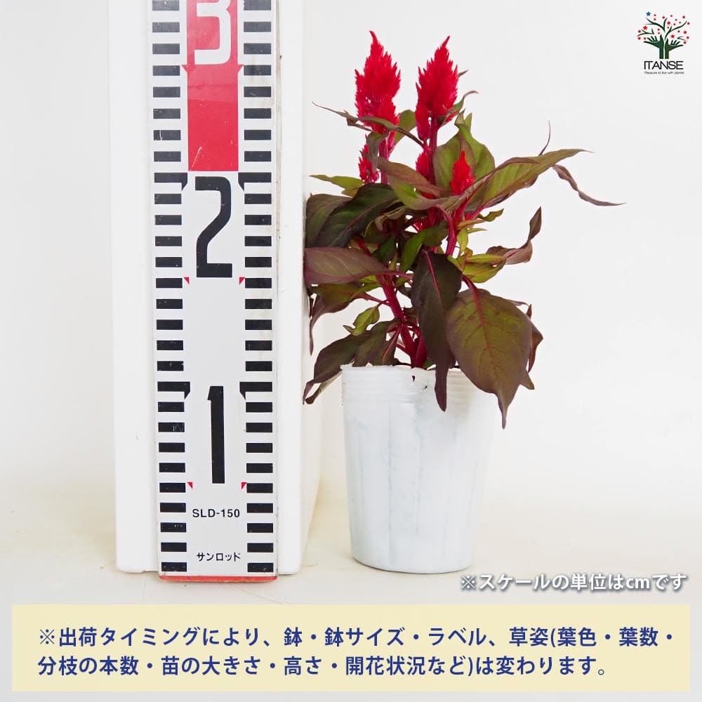 ケイトウ(セロシア) スマートルック レッド 【花苗 3号】｜ 【植物の