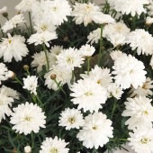 マーガレット モリンバ ミニダブルホワイト 【花苗 3.5号】|花苗