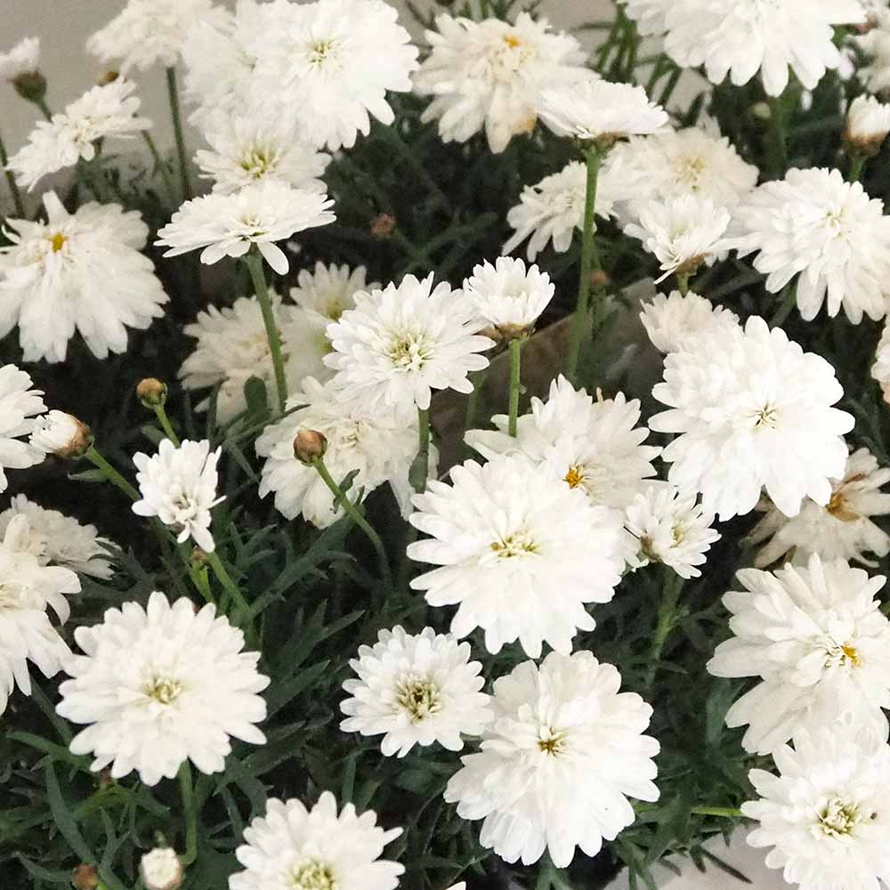 マーガレット モリンバ ミニダブルホワイト 【花苗 3.5号】